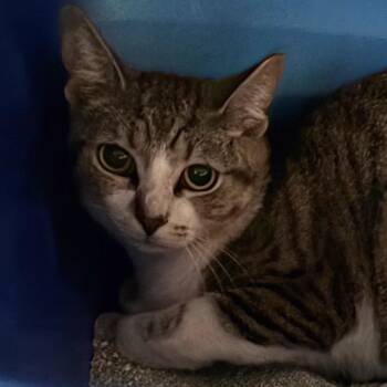 Domestic Short Hair Cats Available for Adoption - Maggie | PetCurious