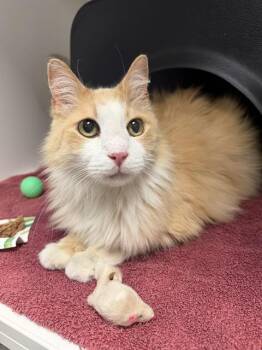 ARES -  Domestic Long Hair Cat for Adoption in Ontario, California - ARES | PetCurious