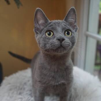 Domestic Short Hair Cats Available for Adoption in Portland, Oregon - Acorn | PetCurious