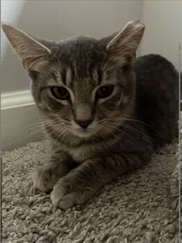 JUBEI -  Domestic Short Hair Cat for Adoption in Derwood, Maryland - JUBEI | PetCurious