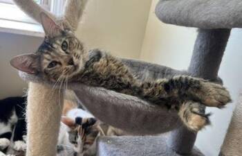Josie ll -  Domestic Short Hair Cat for Adoption in Lunenburg, Massachusetts - Josie Ll | PetCurious