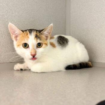 BLOOM -  Domestic Short Hair Cat for Adoption in Aurora, Colorado - BLOOM | PetCurious