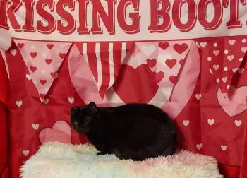 Ruthie -  Domestic Short Hair Cat for Adoption in Millcreek, Utah - Ruthie | PetCurious