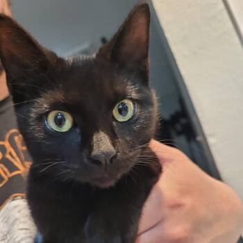 Rescue American Shorthair Cats for Adoption in Allen, Texas - Vlad | PetCurious