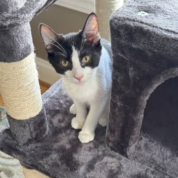 Rescue Domestic Short Hair Cats for Adoption in Abbeville, South Carolina - 1219 Panda | PetCurious