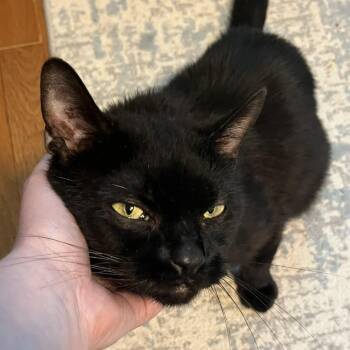 Tippy -  Domestic Short Hair Cat for Adoption in Ashland, Massachusetts - Tippy | PetCurious