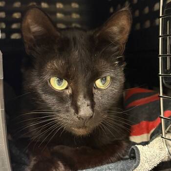 Rescue Domestic Medium Hair Cats for Adoption in Fairport, New York - Binx | PetCurious