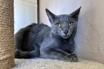 Ronan -  Domestic Short Hair Cat for Adoption in Fountain Hills, Arizona - Ronan | PetCurious