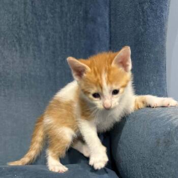Tangelo -  Domestic Short Hair Cat for Adoption in Calgary, Alberta - Tangelo | PetCurious