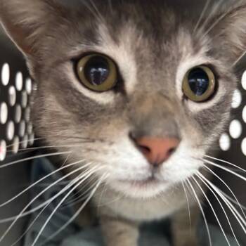 Domestic Short Hair Cats Available for Adoption in Taos, New Mexico - Silas | PetCurious