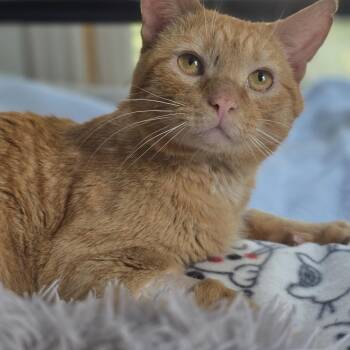 Knox -  Domestic Short Hair Cat for Adoption in Huntington, Massachusetts - Knox | PetCurious