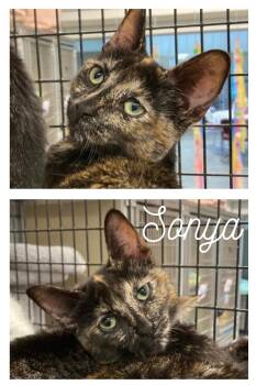 Rescue Domestic Short Hair Cats for Adoption in Pierceton, Indiana - Sonya-sr1 | PetCurious