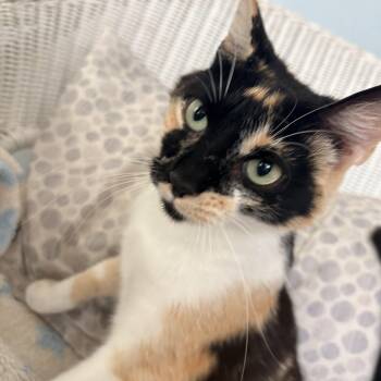 Dulce -  Calico Cat for Adoption in Hayward, California - Dulce | PetCurious