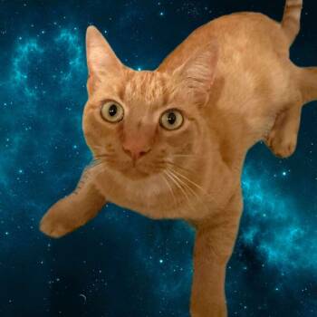 Rescue Domestic Short Hair Cats for Adoption in Eagle Mountain, Utah - Tarzan Naylor | PetCurious