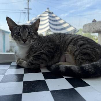 Domestic Short Hair Cats Available for Adoption - Cassidy | PetCurious