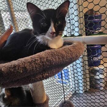 Domestic Medium Hair Cats Available for Adoption in Eagle Mountain, Utah - Sebastian Romero | PetCurious