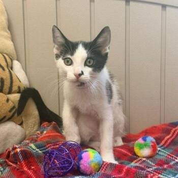 Proton -  Domestic Short Hair Cat for Adoption in Long Beach, California - Proton | PetCurious