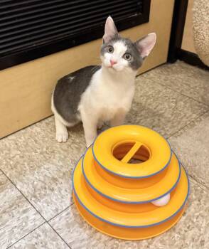 Cobweb -  Domestic Short Hair Cat for Adoption in Springfield, Pennsylvania - Cobweb | PetCurious
