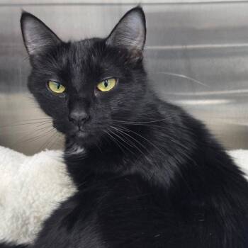Domestic Long Hair Cats Available for Adoption in Bentonville, Arkansas - Abaddon | PetCurious