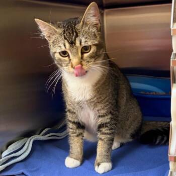 Domestic Short Hair Cats Available for Adoption in Keizer, Oregon - Stray 4/29/26 A64675 | PetCurious