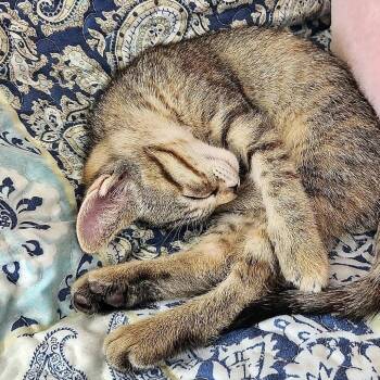 Domestic Short Hair Cats Available for Adoption in Madison, Wisconsin - Georgie | PetCurious