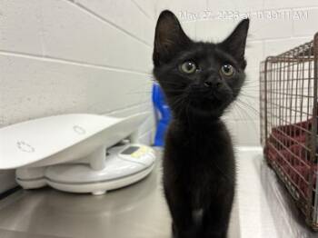 Domestic Short Hair Cats Available for Adoption in Ocala, Florida - KATIE CURRENT | PetCurious