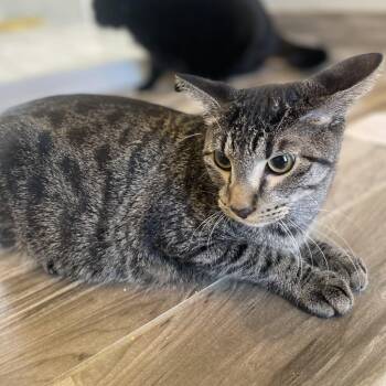 Cyclone -  Domestic Short Hair Cat for Adoption in West Des Moines, Iowa - Cyclone | PetCurious