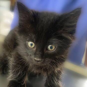 Draco -  Domestic Medium Hair Cat for Adoption in Chapel Hill, North Carolina - Draco | PetCurious