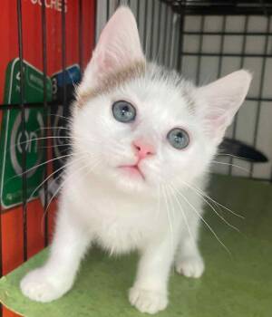 Rescue Calico Cats for Adoption in Philippi, West Virginia - Cookie | PetCurious