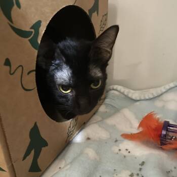 Neon Tetra -  Domestic Short Hair Cat for Adoption in Saint Charles, Missouri - Neon Tetra | PetCurious