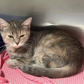 Penny -  Domestic Short Hair Cat for Adoption in Spencer, Indiana - Penny | PetCurious