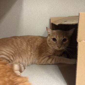 Rescue Domestic Medium Hair and Domestic Short Hair Cats for Adoption in Dallas, Texas - Simba | PetCurious