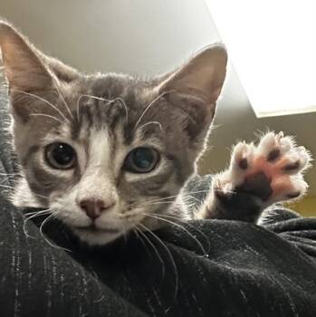 Rescue Domestic Short Hair Cats for Adoption in Spartanburg, South Carolina - Cedar | PetCurious