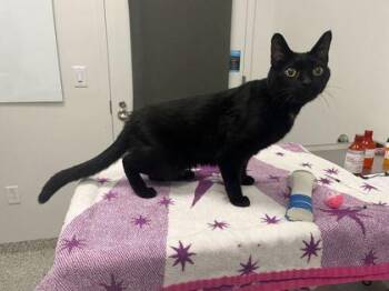 Ray -  Domestic Short Hair Cat for Adoption in Kansas City, Missouri - Ray | PetCurious