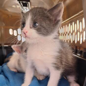 Olaf -  Domestic Short Hair Cat for Adoption in Montgomery, Alabama - Olaf | PetCurious
