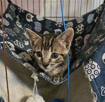 Domestic Short Hair Cats Available for Adoption in Sacramento, California - MIA | PetCurious