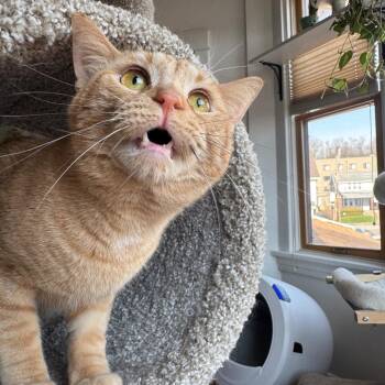 Domestic Short Hair Cats Available for Adoption - Darryl | PetCurious