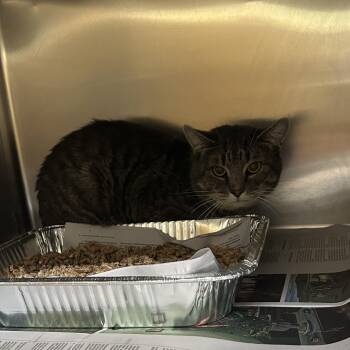 Rescue Domestic Short Hair Cats for Adoption in Charlottesville, Virginia - Zephyr | PetCurious