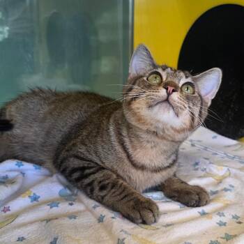Domestic Short Hair Cats Available for Adoption - Dylon | PetCurious