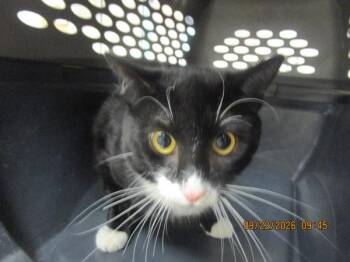 Birch(669) -  Domestic Short Hair Cat for Adoption in Marietta, Georgia - Birch(669) | PetCurious