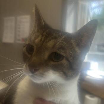 Domestic Short Hair Cats Available for Adoption - Teena | PetCurious