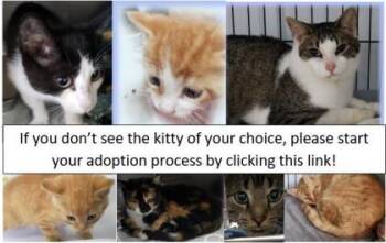 Rescue Domestic Short Hair Cats for Adoption in Simcoe, Ontario - GenericCatAdoptionCollage | PetCurious