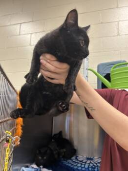 Rescue Domestic Short Hair Cats for Adoption in Covington, Georgia - 22889 | PetCurious