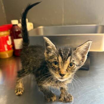 Dixie -  Domestic Short Hair Cat for Adoption in Tuscaloosa, Alabama - Dixie | PetCurious