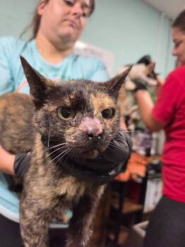 October -  Domestic Short Hair Cat for Adoption in Rockport, Texas - October | PetCurious