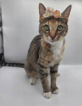 Lola May -  Domestic Short Hair and Calico Cat for Adoption in Attalla, Alabama - Lola May | PetCurious