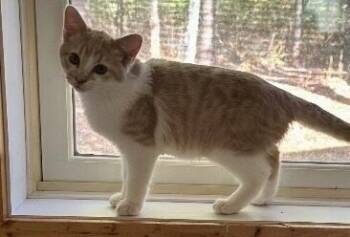 Rescue Domestic Short Hair Cats for Adoption in Cloquet, Minnesota - Mr Cheese | PetCurious