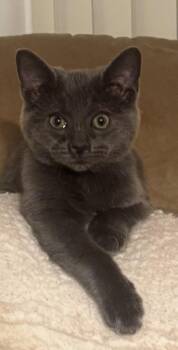 Russian Blue Cats Available for Adoption in Ypsilanti, Michigan - Lewis - URGENT | PetCurious