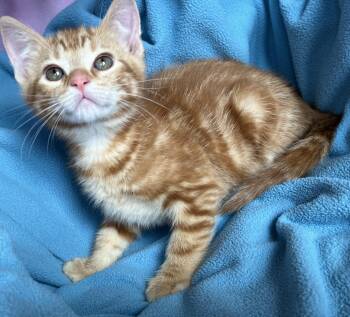 Felix -  Tabby Cat Available for Adoption in Hood River, Oregon - Felix | PetCurious