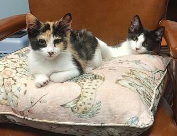 Story -  Domestic Short Hair Cat for Adoption in North Babylon, New York - Story | PetCurious